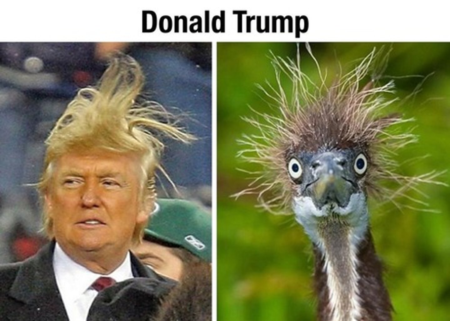 <p>to resemble, to look like</p>