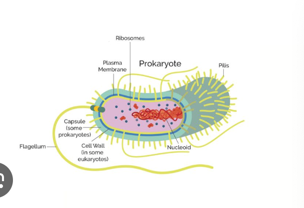<ul><li><p>cell wall</p></li><li><p>plasma membrane </p></li><li><p>bacterial chromosome </p></li><li><p>nucleotide </p></li><li><p>cytoplasm </p></li><li><p>flagella </p></li></ul><p></p>