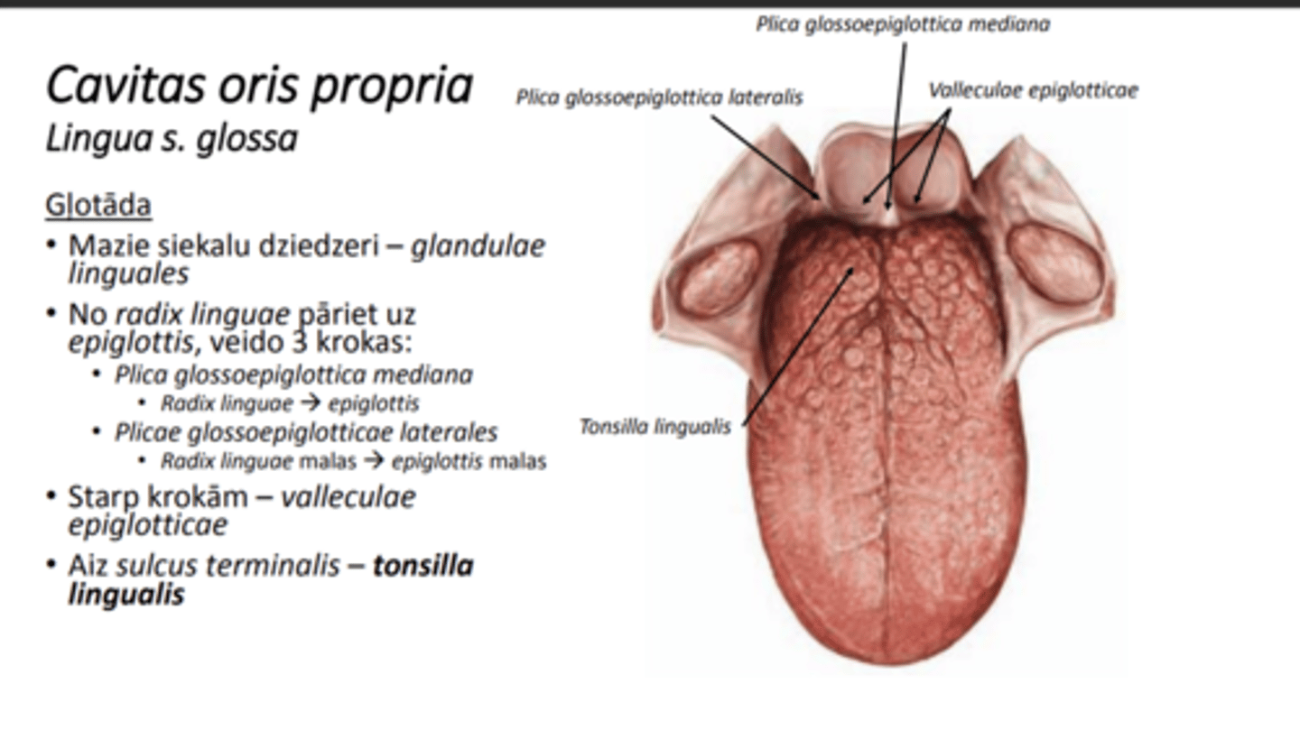 <p>mazie siekalu dziedzeri- glandulae linguales</p><p>saknes apvidū- tonsilla lingualis</p><p>gļotāda no radix linguae pāriet uz eppiglottis- veido 3 krokas:</p><p>plica glossoepiglotica mediana</p><p>2x plicae glossoepiglottica lateralis</p><p>starp krokām- 2 valleculae epiigloticae</p>