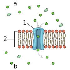 <p>Proteins that allow specific molecules to pass through the membrane; some are always open, while others open in response to signals.</p><p></p>