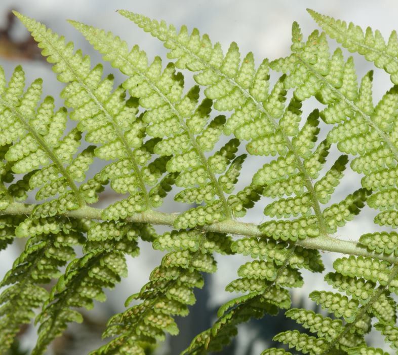 <p>Tem rizoma curto e ereto lâmina 2-pinada, indúsio reniforme.</p>