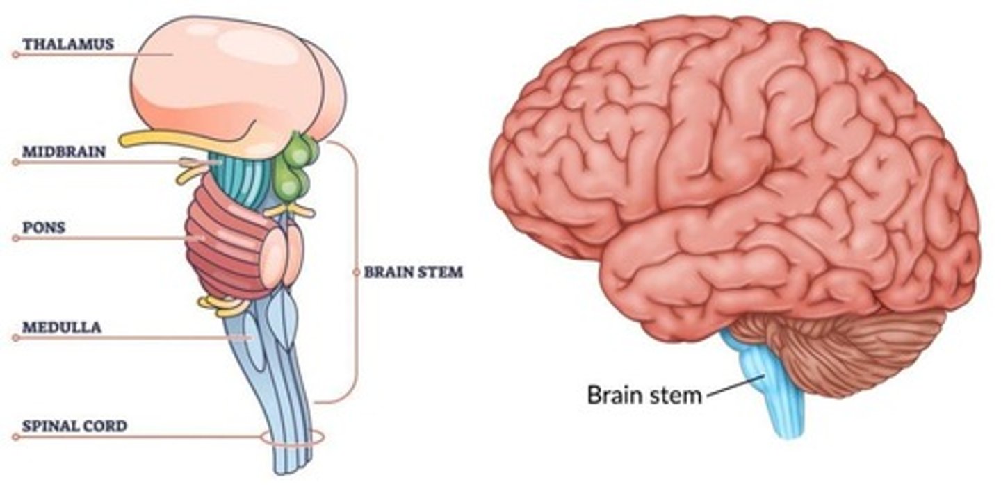 <p>Controls basic life functions such as breathing and heart rate.</p>