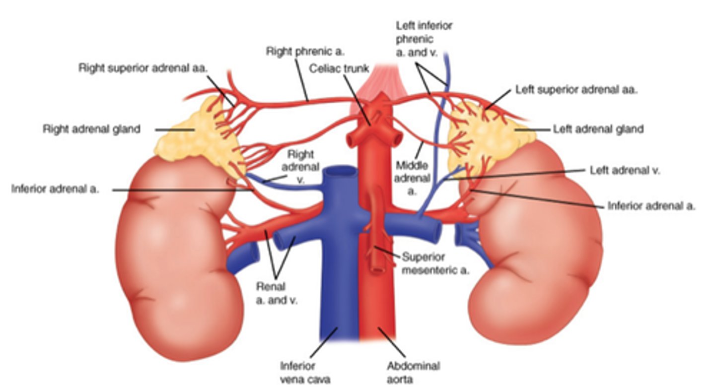 <p>Two glands, located at the top of the kidneys, that help control heart rate, blood pressure, and other important body functions.</p>