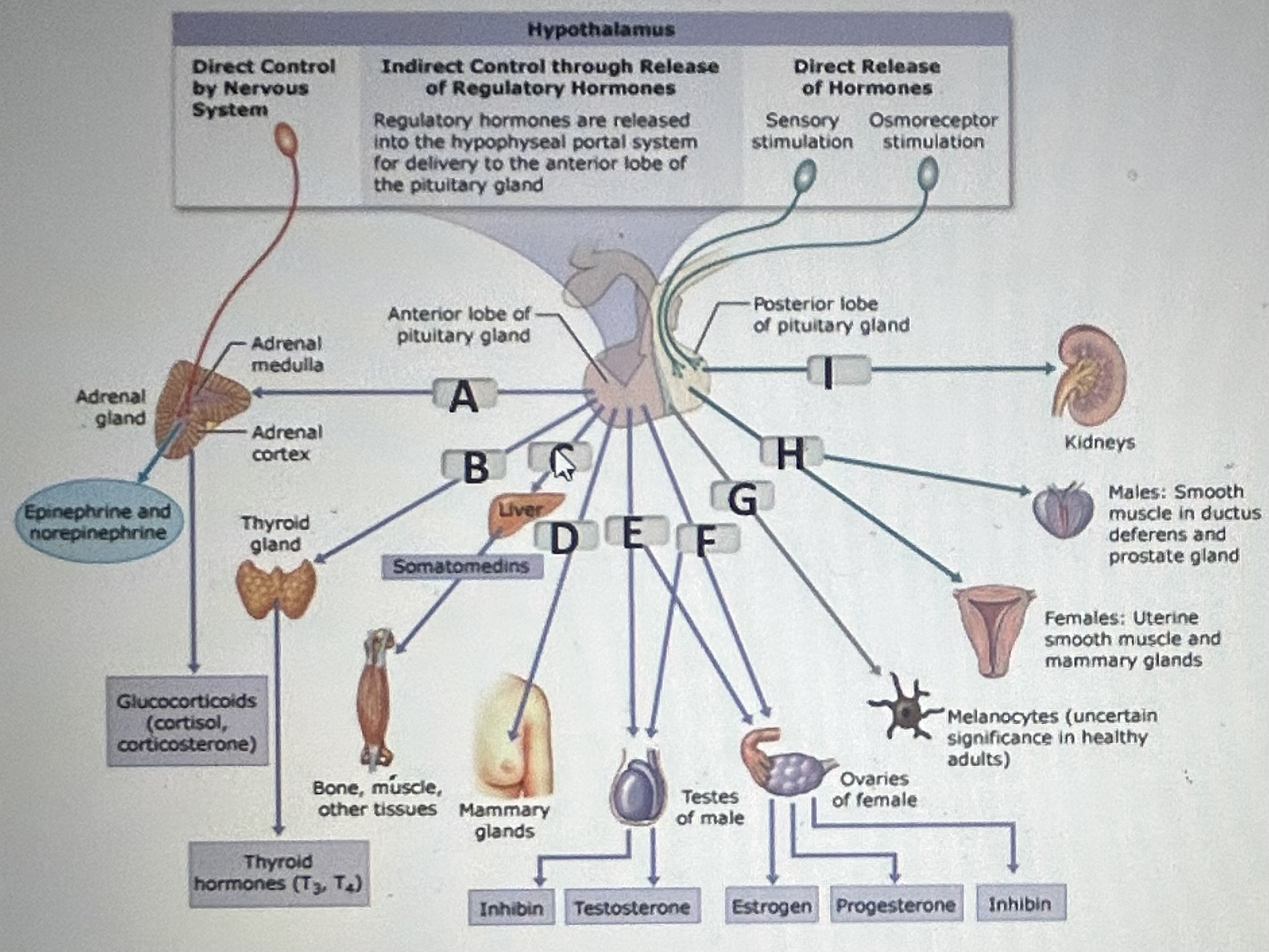 identify the pituitary hormone labeled I