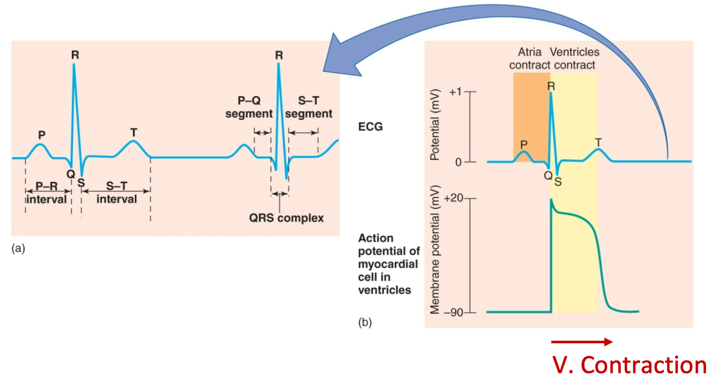 <ol><li><p>P wave: Atrial depolarization</p></li><li><p>P-Q interval: Atrial contraction</p></li><li><p>QRS wave: Ventricular depolarization (brings about contraction)</p></li><li><p>S-T segment: Plateau phase, ventricular contraction (systole)</p></li><li><p>S-T interval: Ventricular myocytes are depolarized</p></li><li><p>T wave: Ventricular repolarization terminates contraction (contraction/systole/ejection phase ends so relaxation begins)</p></li><li><p>Contraction</p></li></ol>