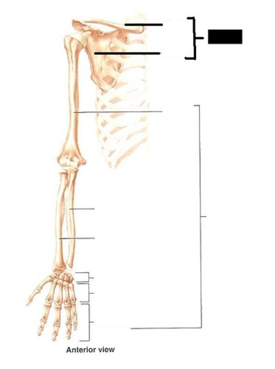 Appendicular Skeleton Flashcards Knowt