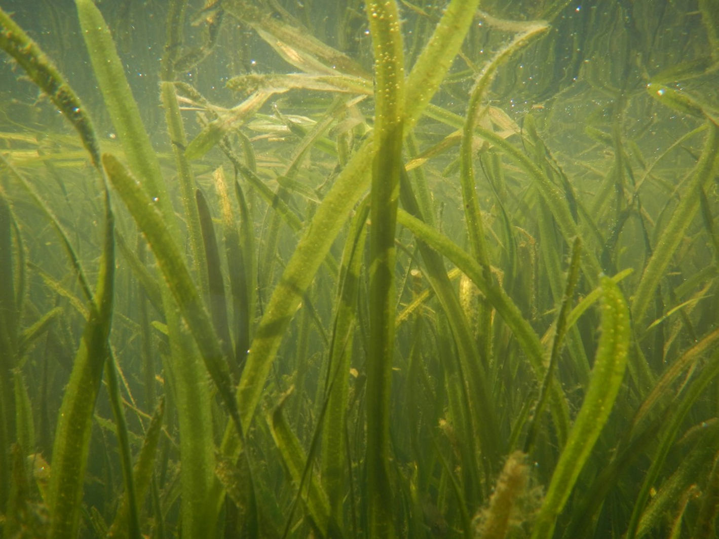<p>Wetland Type?</p>