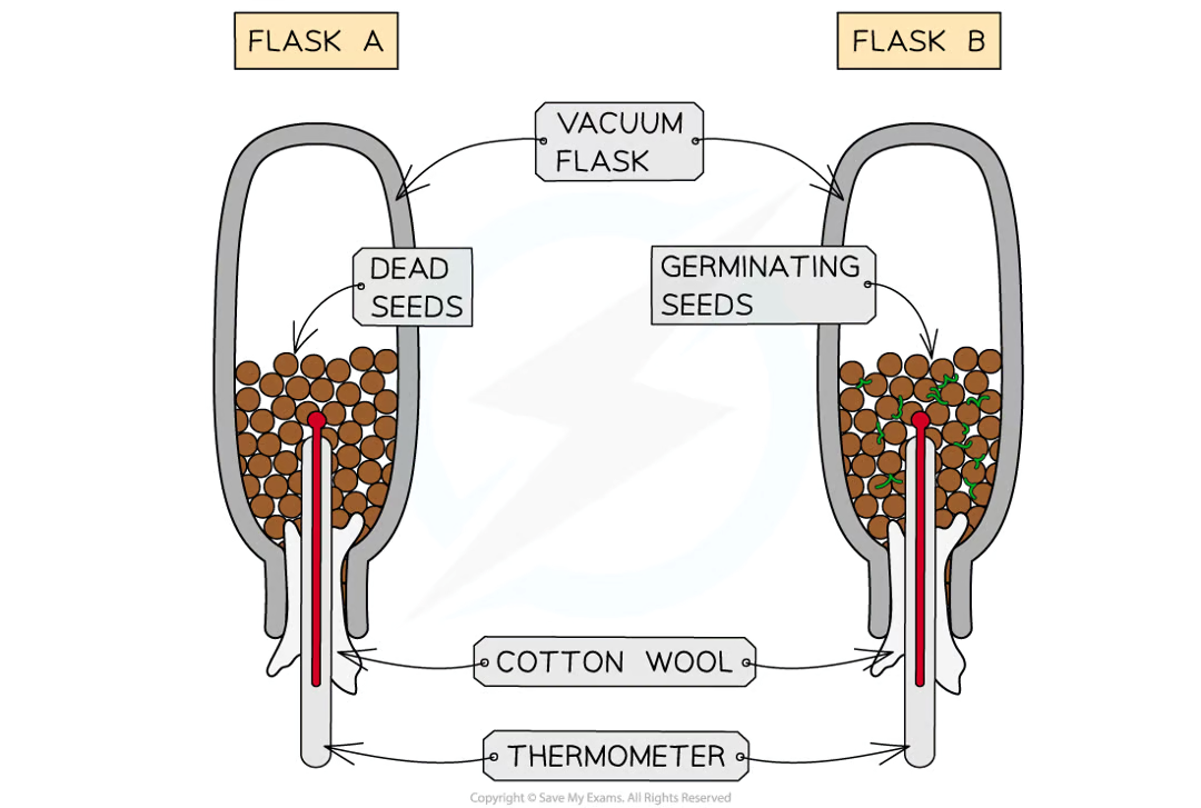 <p><strong><u>METHOD</u></strong></p><ul><li><p>set up the flasks as shown in the diagram</p><ul><li><p><strong>Flask A </strong>with <strong>dead seeds</strong></p></li><li><p><strong>Flask B </strong>with <strong>germinating seeds</strong></p></li></ul></li><li><p>make sure the cotton wool is plugging the top of each flask</p></li><li><p>hold the thermometer in place with the cotton wool</p></li><li><p>invert the flask</p></li><li><p>record the <strong>initial temperature</strong></p></li><li><p>after <strong>4 days</strong>, record the <strong>final temperature</strong></p></li></ul><p></p><p><strong><u>RESULTS</u></strong></p><ul><li><p>the thermometer in <strong>Flask B </strong>should show an <strong>increase in temperature</strong></p></li><li><p><strong>Flask A </strong>should remain at <strong>room temperature</strong></p></li><li><p>this is because the seeds in Flask B are <strong>respiring </strong>and producing <strong>thermal energy </strong>in the process</p></li><li><p>this shows that respiration is an <strong>exothermic reaction</strong></p></li><li><p>the seeds in Flask A are <strong>not respiring </strong>because they are dead, so the temperature remains the same</p></li></ul><p></p>