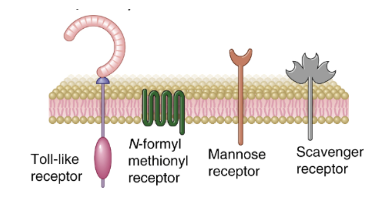 <ul><li><p><strong>Mannos</strong>: Detekterar terminala sockermolekyler hos bakterier, tex mannos. </p></li><li><p><strong>Scavenger</strong>: Finns på makrofager och medierar fagocytos av mikroorganismer. Fungerar som ko-receptor för TLR. </p></li><li><p><strong><span>N-formyl methionyl</span></strong><span>: Identifierar bakteriella peptider med N-formyl methionyl. </span></p></li></ul>
