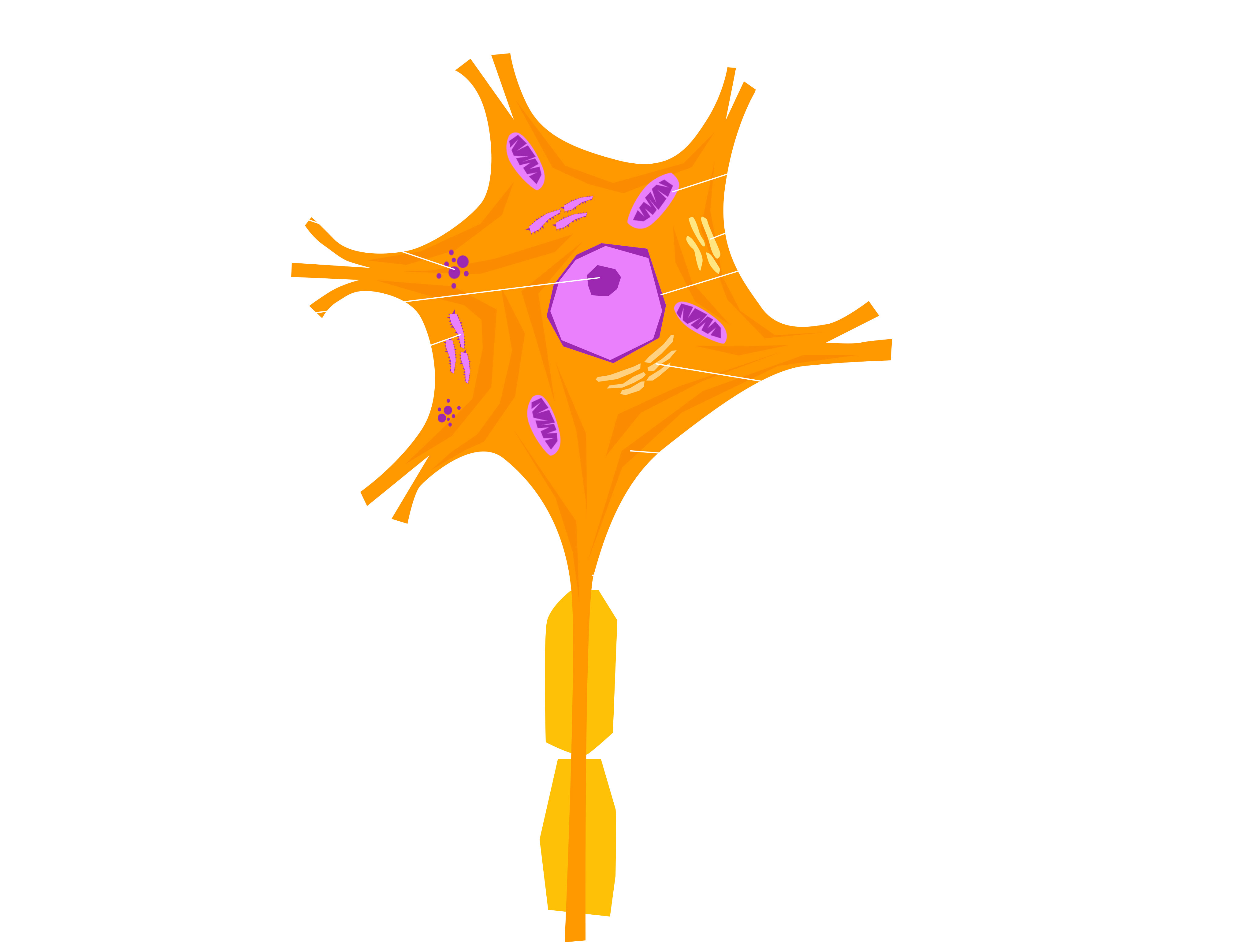 <p><span style="background-color: transparent;"><span>The most fundamental component of the brain and nervous system Cell body: the core and central structure of a ____ containing a nucleus and other specialized organelles that aid in nervous system function. Transmit electrical impulses.</span></span></p>