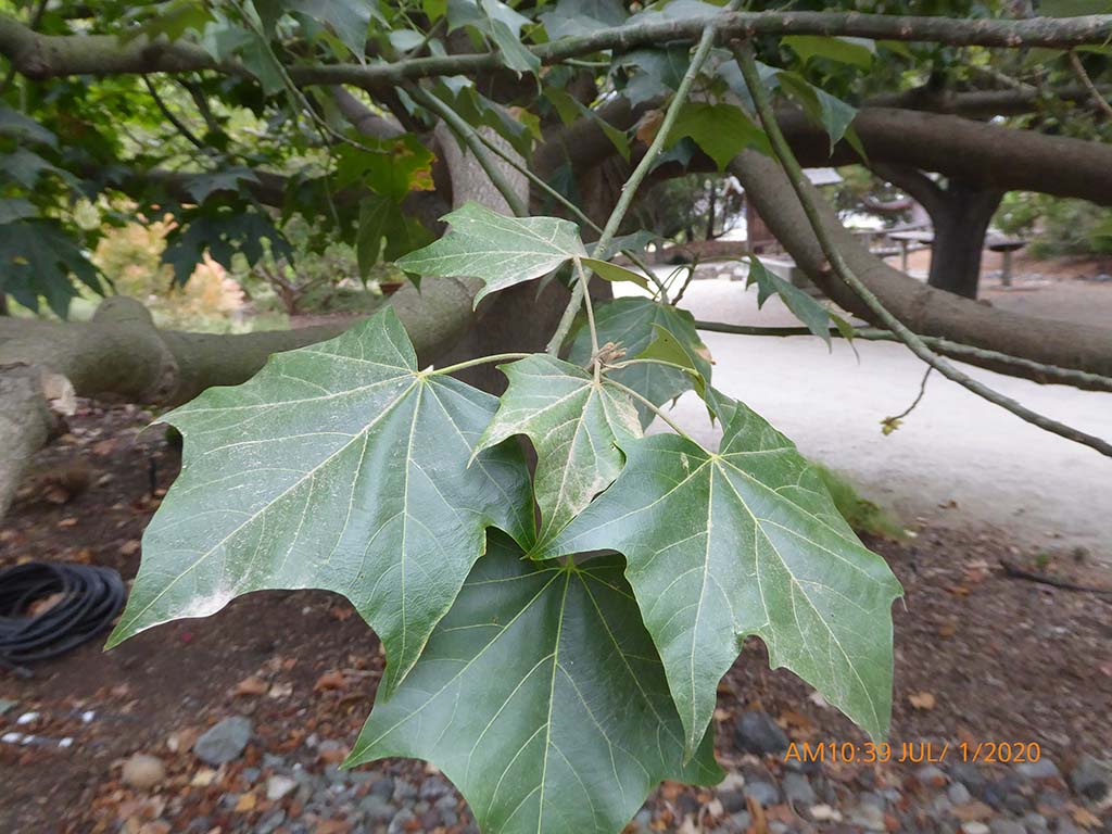 <p><span><span>Queensland lacebark</span></span></p>