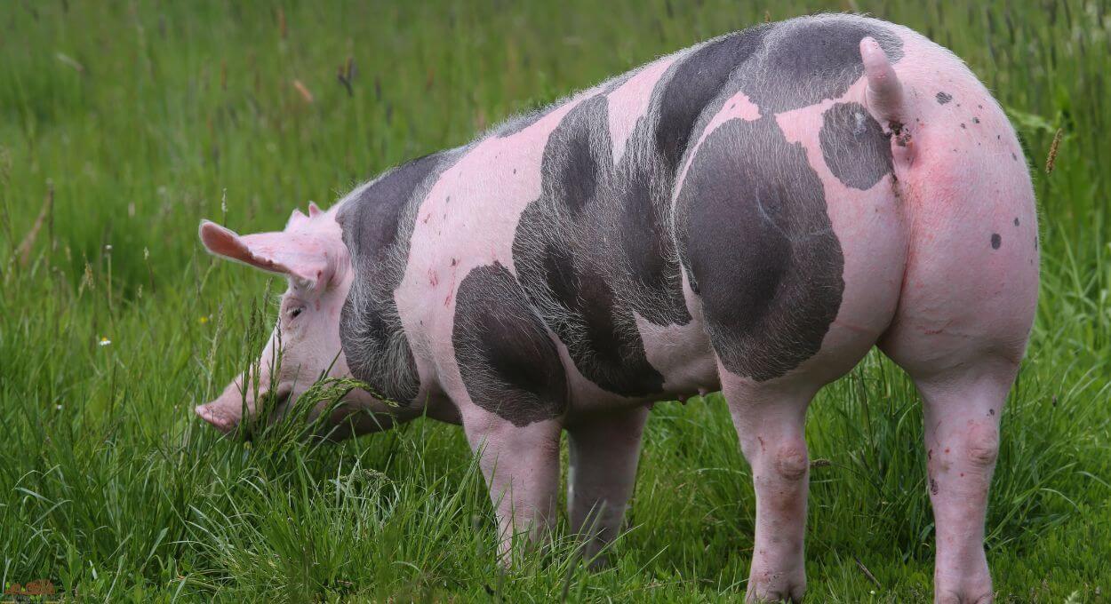 <p>Easy to handle and generally known as a quite pig. They are sociable and do well both outdoor and indoor</p>