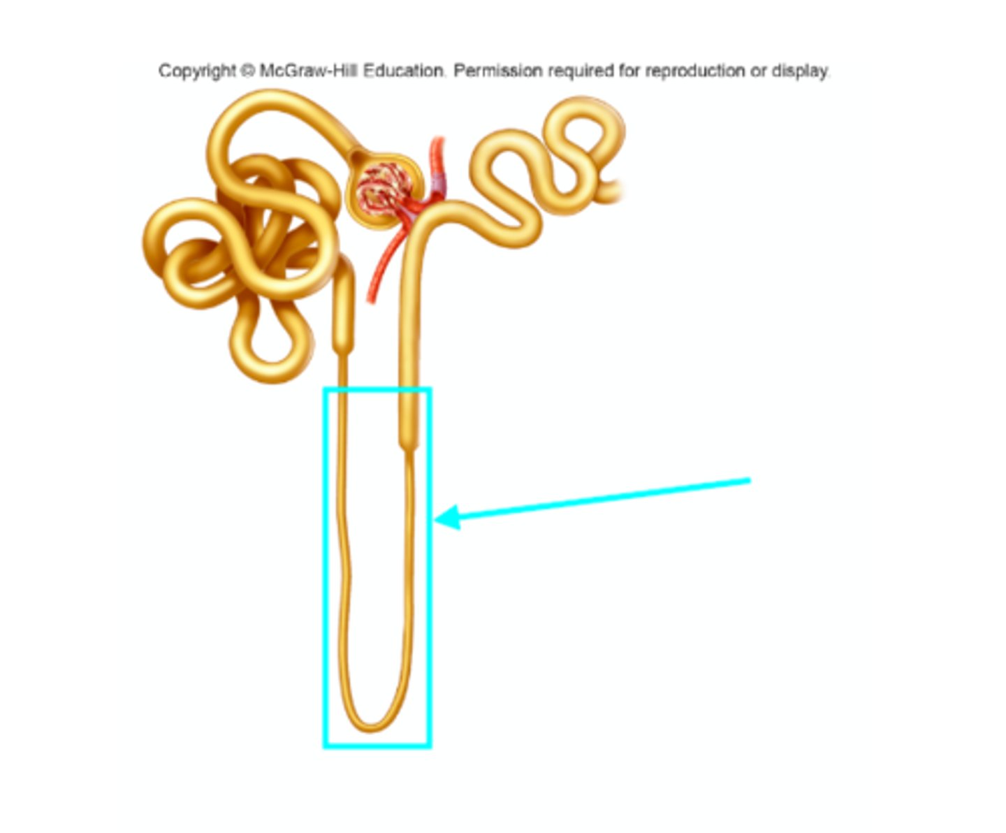 <p>What structure of the kidneys is the blue arrow pointing at?</p>