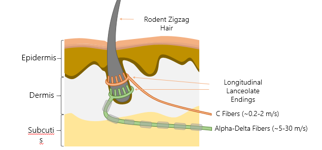<p><span>Zigzag hairs are enervated by two different types of fibers: Alpha-Delta Fibers, which are mylenated and conduct action potentials at roughly 5 to 30 meters per second; and C-fibers, which are unmylenated, conducting the electrical signal at roughly 0.2 to 2 meters per second.</span></p><ul><li><p>C fibers: non-myelinated (2m per second) move slowly</p></li><li><p>Alpha-Delta fibers: Myelinated (5-30 m/s) move Medium</p></li><li><p>Schwan cells surround</p></li></ul><p>These are modifying the endings - helping the detection of fibers</p>
