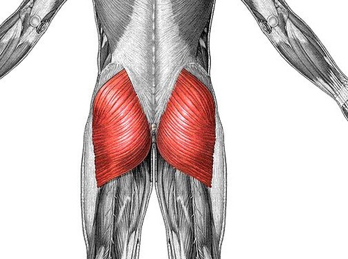 <p>Stora sätesmuskeln</p>