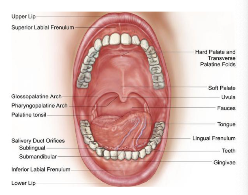 <p>lingual frenum</p>
