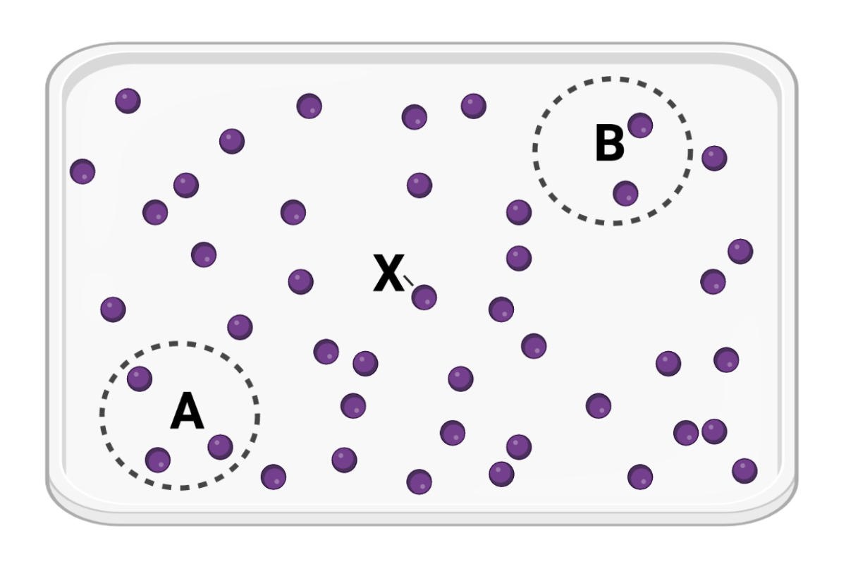 <p>Which statement is correct?</p><ul><li><p><span>a. Molecule X will more likely diffuse to area A before diffusing to area B.</span></p><p></p></li><li><p><span>b. Molecule X will more likely diffuse to area B before diffusing to area A.</span></p><p></p></li><li><p><span>c. Molecule X is equally likely to diffuse to area A or area B.</span></p></li></ul><p></p>