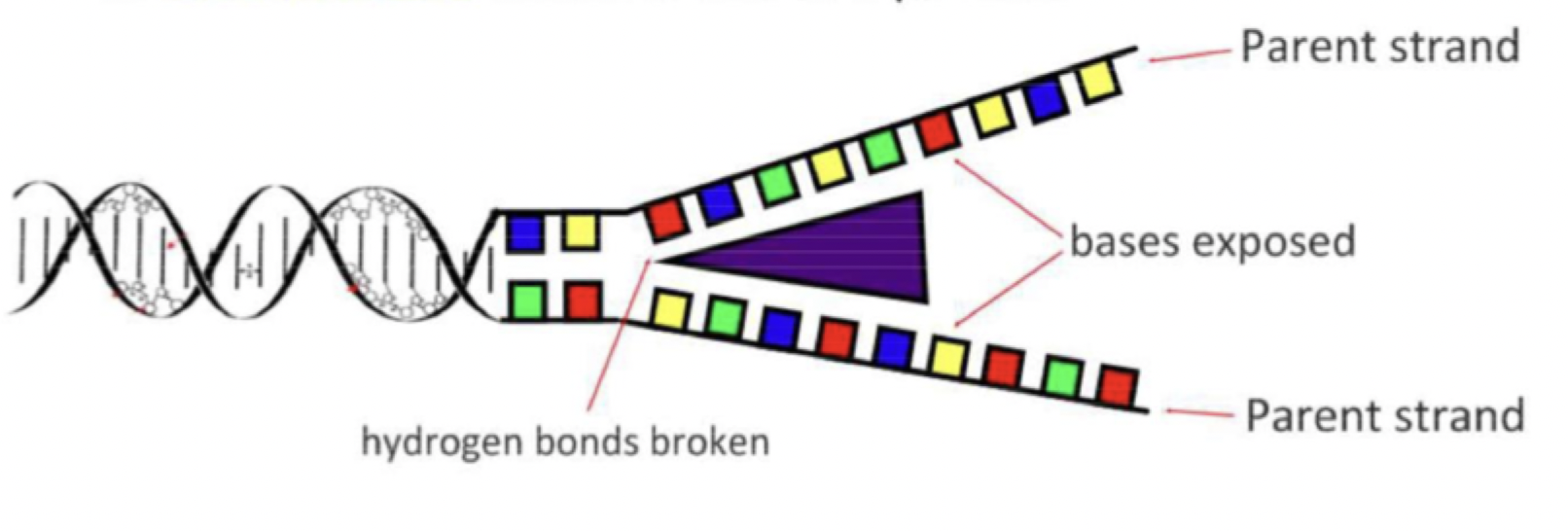 <p>The enzyme Helicase unwinds and separates the 2 strands, by breaking the hydrogen bonds between complementary base pairs. Helicase uses ATP to get the energy to break the hydrogen bonds</p>