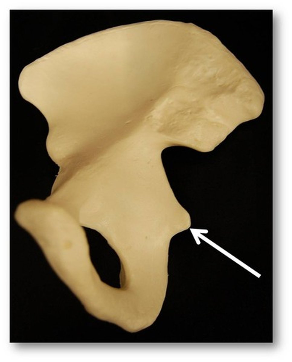 <p>small, pointed projection near junction of body and ramus</p>