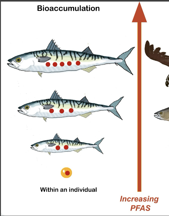<p>what is bioaccumulation?</p>