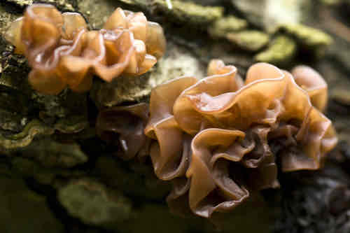 <p>Edible</p>