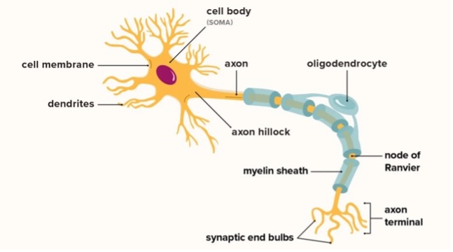<p><span>Cell body/soma: integrates incoming signals from dendrites, generates action potentials to transmit information</span></p><p class="MsoNormal"><span>Axon: carries signal from soma → axon terminal</span></p><p class="MsoNormal"><span>Axon hillock: beginning of neuron where action potentials initiate</span></p><p class="MsoNormal"><span>Axon terminal: end of axon where neurotransmitters are released</span></p><p class="MsoNormal"><span>Myelin Sheath: Speeds up/↑ efficiency of signal transfer</span></p><p class="MsoNormal"><span>Dendrite: Receive most contacts from other neurons</span></p><p class="MsoNormal"><span>Dendritic Spines: Protrusions in dendrites that make connections w/ other neurons</span></p>
