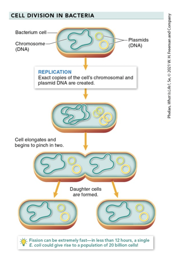 <ul><li><p>asexual cell division</p></li><li><p>produces 2 daughter cells who carry the exact same genetic info as parent</p></li></ul>