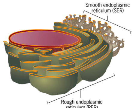 <ul><li><p>lacks ribosomes</p></li><li><p>membranes are highly curved and tubular</p></li><li><p>is continuous w/the RER</p></li><li><p>calcium ion sequestration and regulated release</p></li></ul><p></p>
