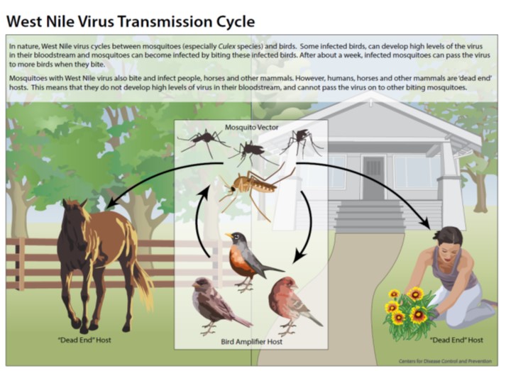Main reservoir is birds, mosquitos pick up WN from feeding birds and give it to humans and horses, who are dead-end hosts (cannot transmit due to low viremia)