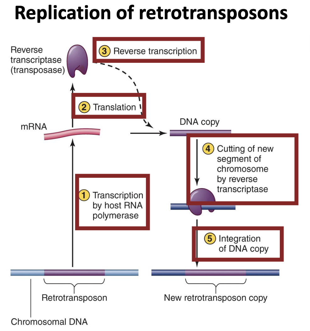 <ul><li><p>Existing genetic elements gradually gained the ability to <strong><em>move from cell to cell.</em></strong></p></li><li><p>Evidence in the form of <strong><em>transposons</em></strong> (for DNA viruses) and <strong><em>retrotransposons</em></strong> (for retroviruses)</p></li></ul><p></p>