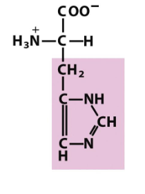 <p>Which amino acid is this (from slides)?</p>