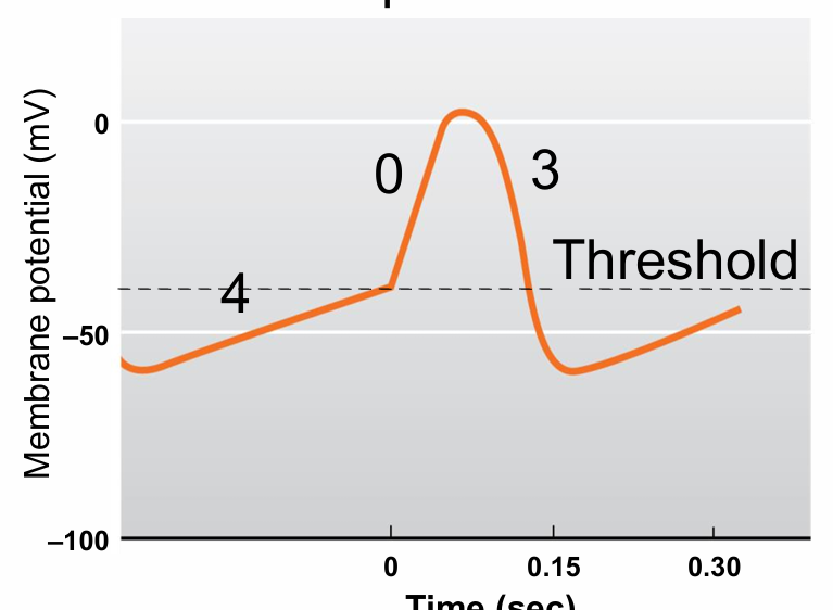 <p>4 - Slow depolarization to threshold</p><p>0 - Less steep slope</p><p>3 - Repolarization phase</p><p>No phase 1 or 2 No plateau</p><p>No true RMP</p>