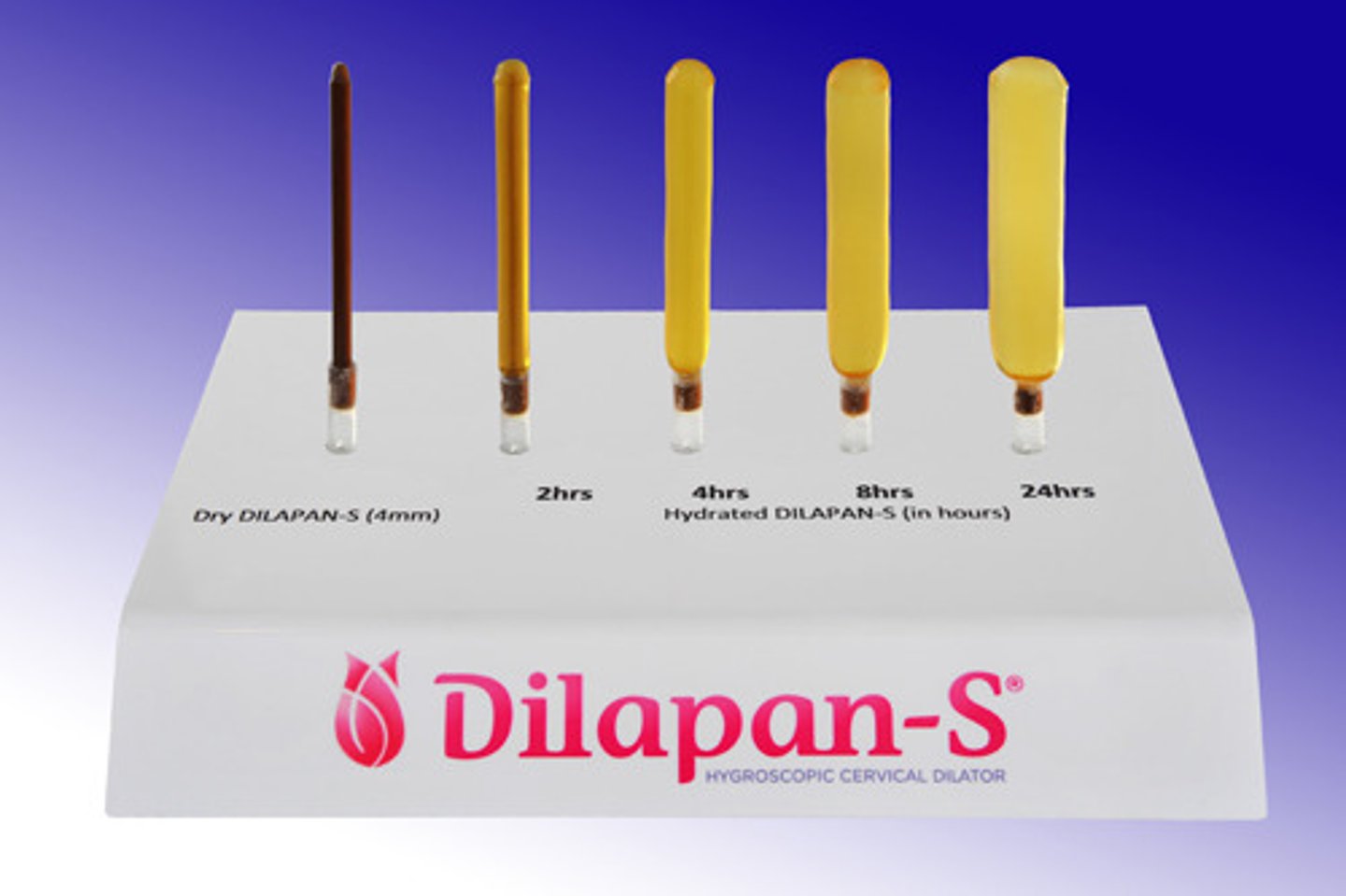 <p>absorbs amniontic fluid and expands to dilate cervix</p>