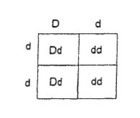 <p>7. The figure to the left is a common way to depict all possible</p><p class="p1">outcomes of a cross between two individuals.</p><p class="p1">What is the name of this graphic device?</p><p class="p1">Does this depict a monohybrid cross or dihybrid cross?</p>