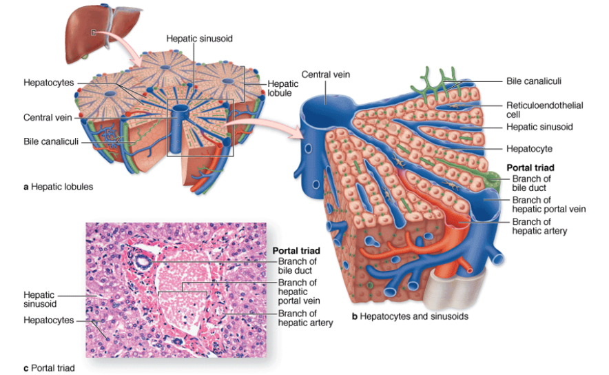 <p>-Lobules</p><p>-Hepatocyte</p><p>-Central vein</p><p>-Hepatic sinusoid</p><p>-Hepatic portal vein</p><p>-Hepatic artery</p>