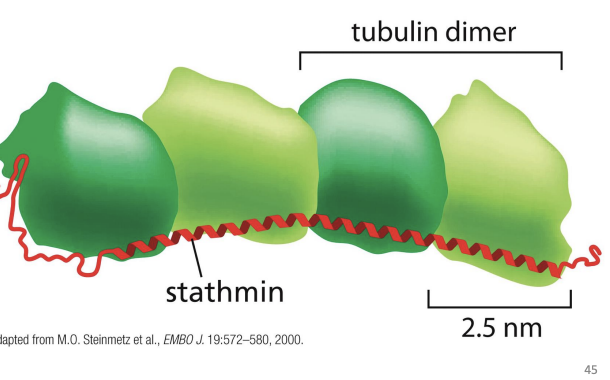 <p>Tubulin sequestering proteins and Stathmin</p>
