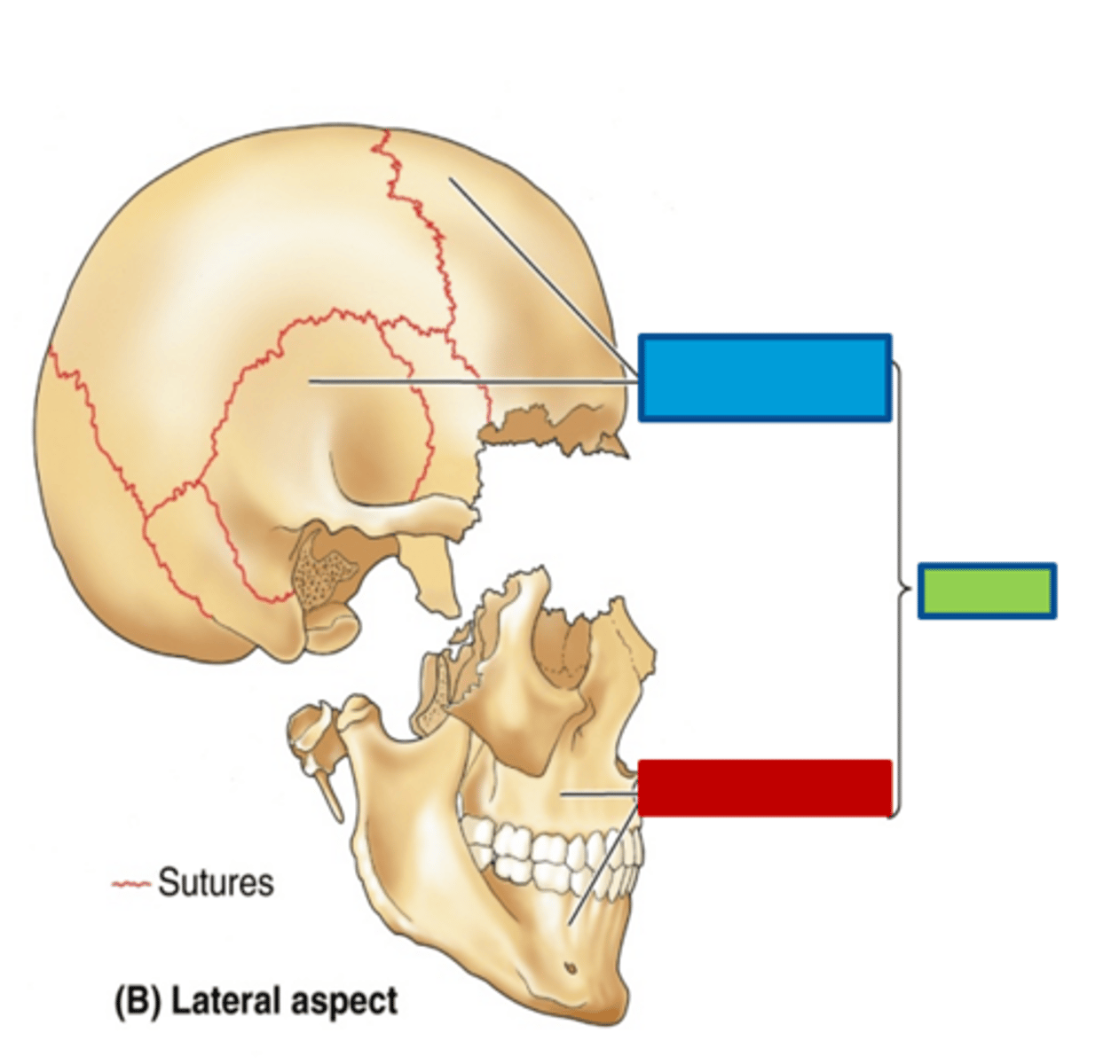 <p>boney case of head, including cranial meninges (blue)</p>