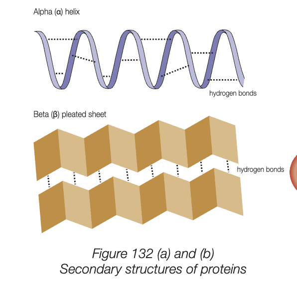 <ul><li><p>3D shape of a polypeptide caused by the way the polypeptide chain is folded</p></li><li><p>forms spontaneously because of forces of attraction between aa in the polypeptide chain</p></li><li><p>many types inc. hydrogen bonds, ionic bonds, strong covalent disulphide bonds</p></li><li><p>folded shape - globular proteins</p></li><li><p>3D shape with unique folds, grooves, and clefts determine function of protein, therefore 3D structure is critical to function</p></li></ul><p></p>