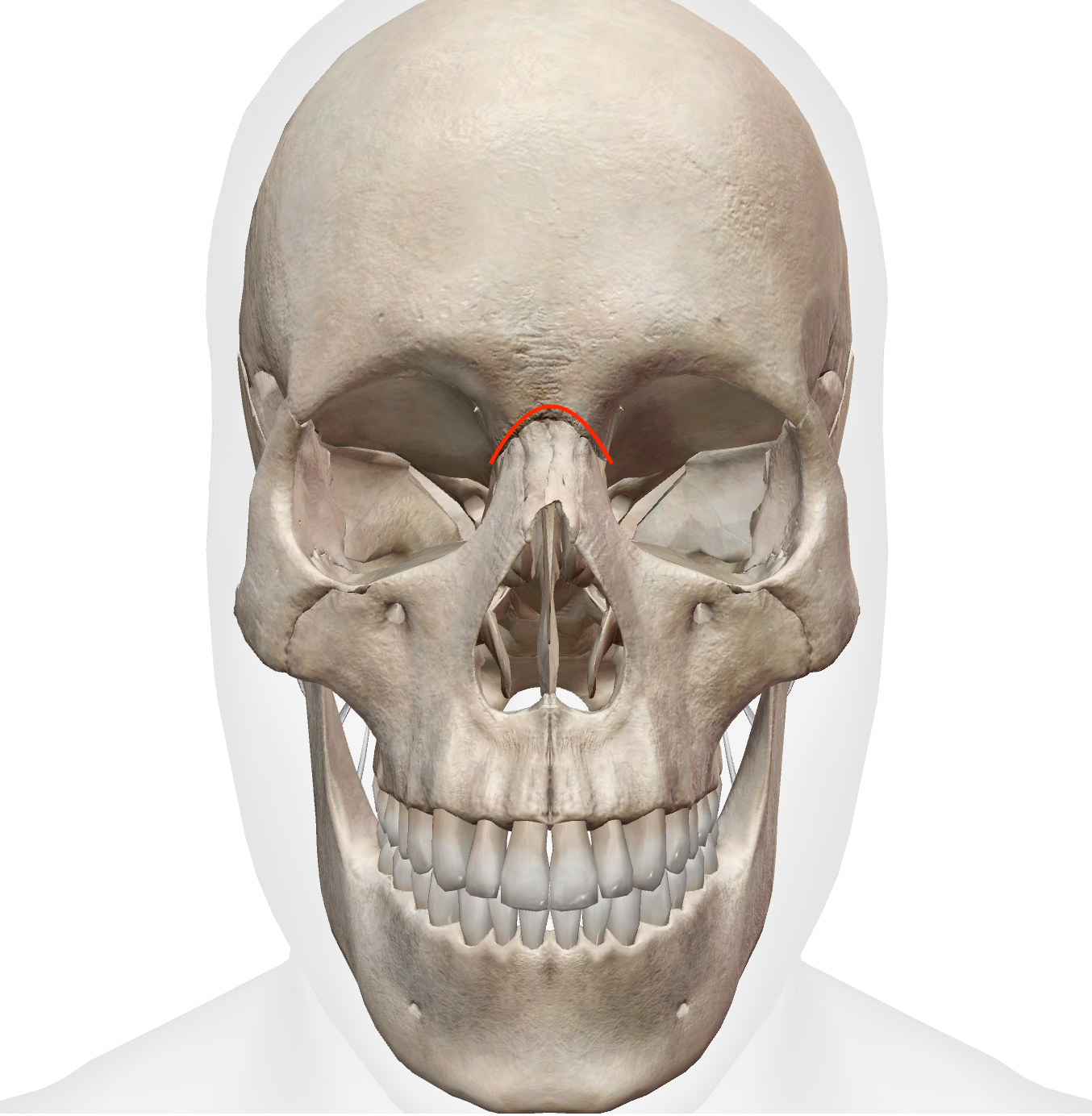 <p>transverse line that separates frontal and nasal bones </p>