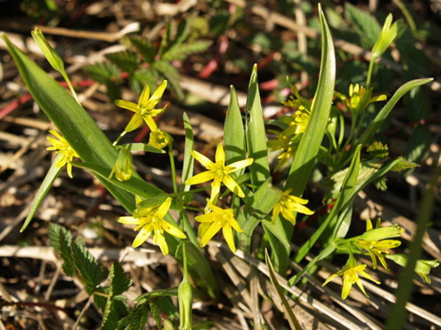 <p>dvärgvårlök</p>