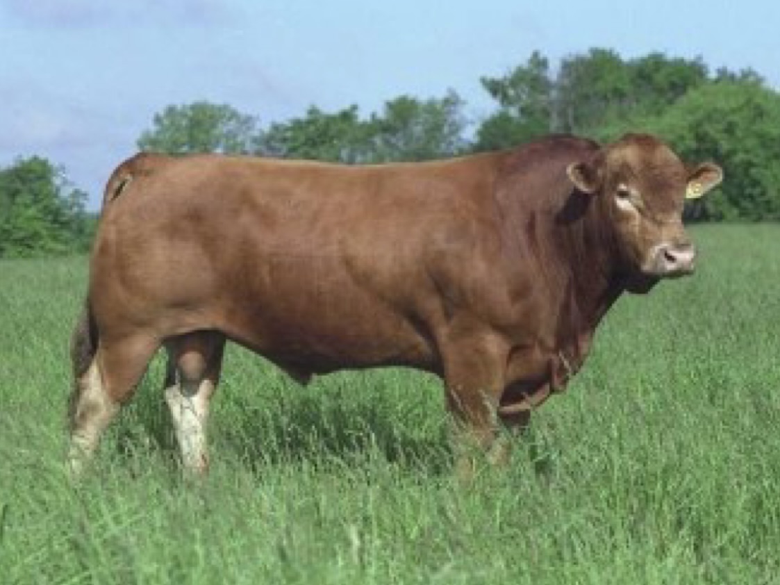 <p>What type of cow is this?</p>