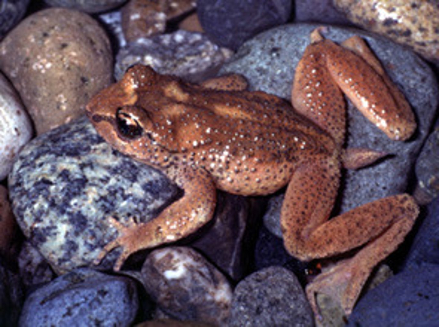 <p>Tailed Frogs and New Zealand Frogs</p><p>- Five species of tailed frogs</p><p>- Tail-like structure for copulation ("tail" is actually highly vascularized extension of cloaca)</p>