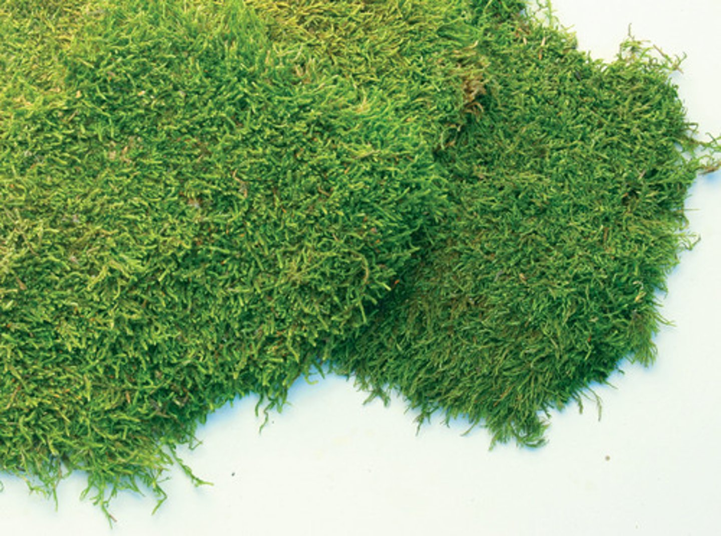 <p>Is this the gametophyte or sporophyte?</p>