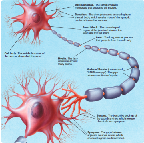 <ul><li><p><span><span>cell membrane: semipermeable membrane that encloses the neuron</span></span></p></li><li><p><span><span>dendrites: short processes emanating from the cell body, which receives most of the synaptic contacts from other neurons</span></span></p></li><li><p><span><span>cell body: metabolic center of the neuron (soma)</span></span></p></li><li><p><span><span>axon hillock: cone-shaped region at the junction between the axon &amp; the cell body</span></span></p></li><li><p><span><span>axon: long, narrow process that projects from the cell body</span></span></p></li><li><p><span><span>myelin: fatty insulation around axons</span></span></p></li><li><p><span><span>nodes of ranvier: gaps between sections of myelin</span></span></p></li></ul><p></p>