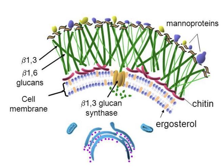 <p>name for fungi cell walls: </p>