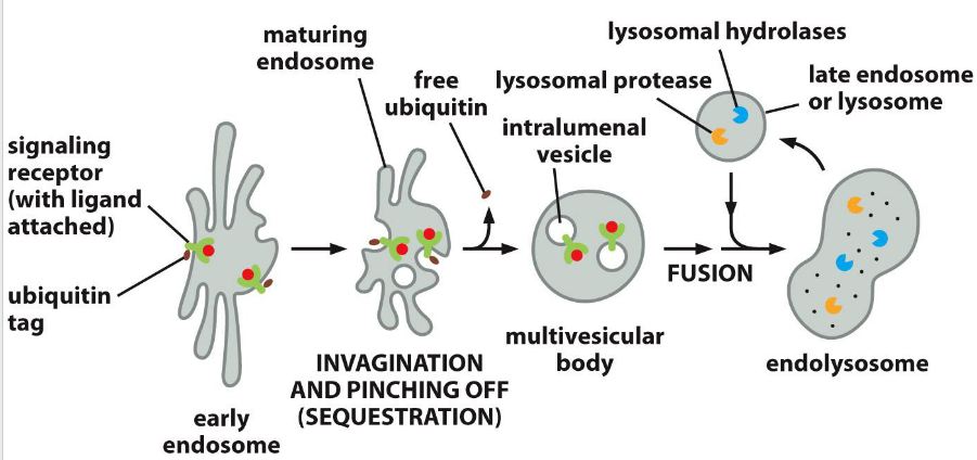 <p><span><span>If not recycled, ubiquitin binding proteins guide</span></span><br><span><span>receptors into coated pits → early endosome</span></span></p><p><span><span>Not shown: Rab proteins, phosphoinositide lipids, SNAREs,<br>tethers, microtubule motor proteins, addition of V-type pumps</span></span></p>