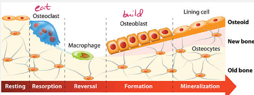 <p>The reformation of existing bone due to normal biomechanical forces, damage / trauma, diet, or hormones (ex. Parathyroid, calcitonin, calcitriol, estradiol)</p><p>Remodeling is a constant, dynamic process involving bone resorption by osteoclasts and bone formation by osteoblasts</p>