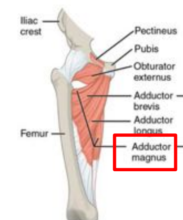 <p>upper part of the femur, on the medial side </p>