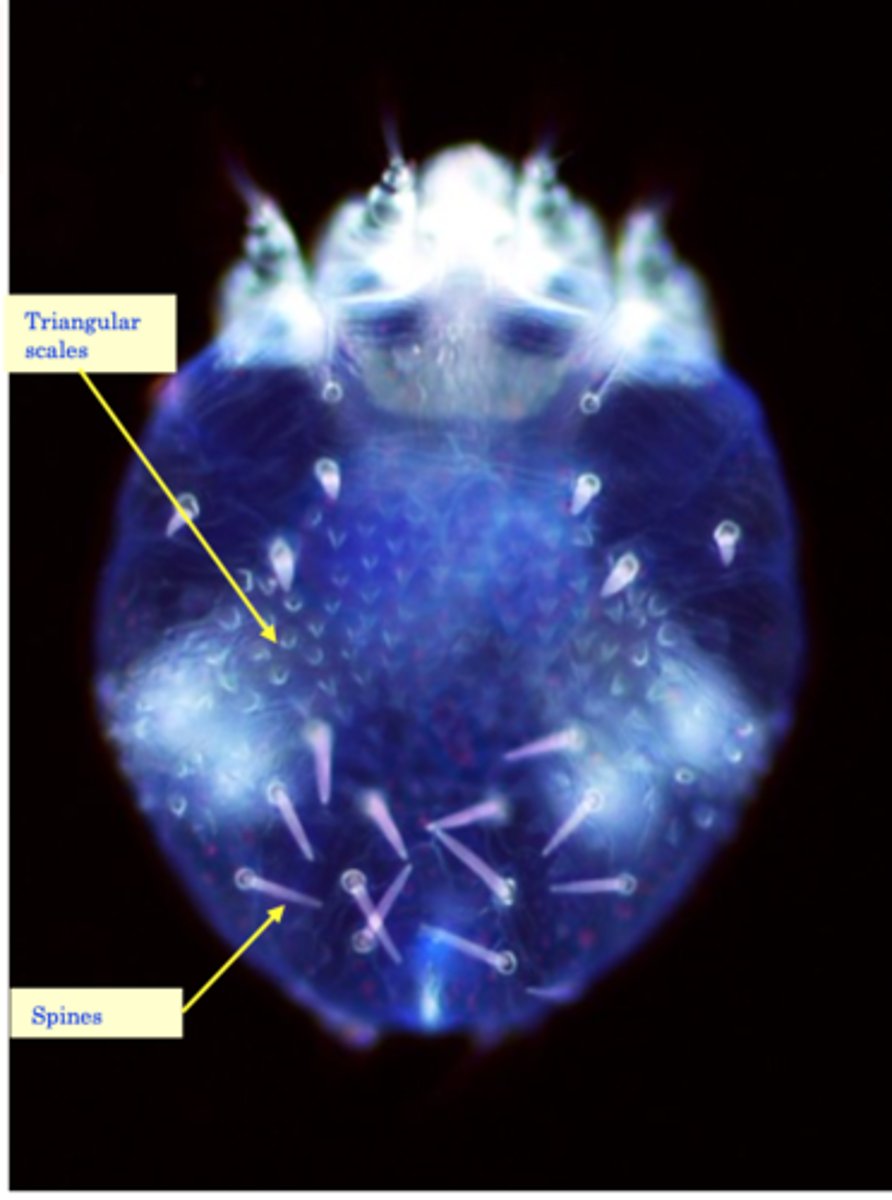 <p>S. scabiei var canis can be transmitted to humans but the parasites do not complete the life cycle</p><p>on humans =&gt; self-limited (however, the humans might get re-infested);</p><p>Human involvement has been reported in up to 50% of canine cases;</p>