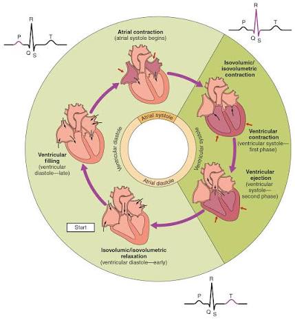 <p>Q: How long does one complete cardiac cycle take at rest?</p>